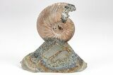 Iridescent, Pyritized Ammonite (Quenstedticeras) Fossil Display #209439-1